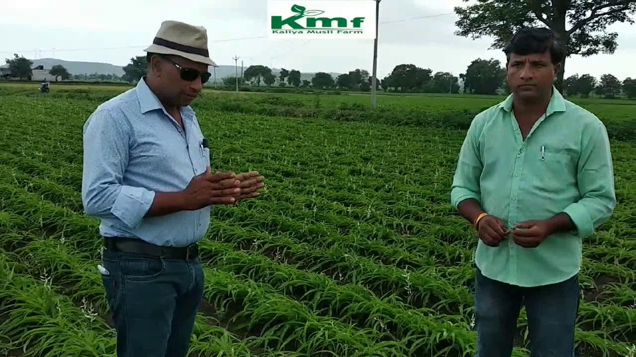 सफेद मूसली के फुल की कटाई (9926054093) | White Musli Flower Cutting || Kaliya Musli Farm