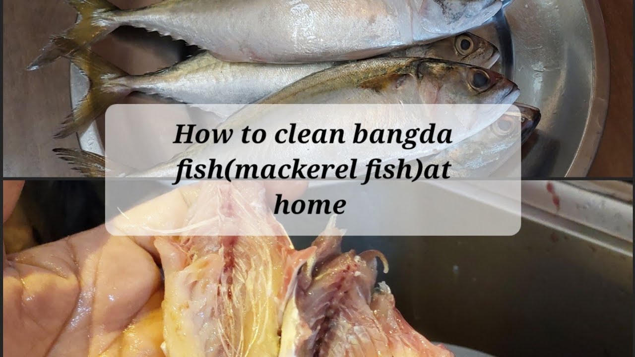 cleaning bangda fish (mackerel fish)at home @hashtagmannu
