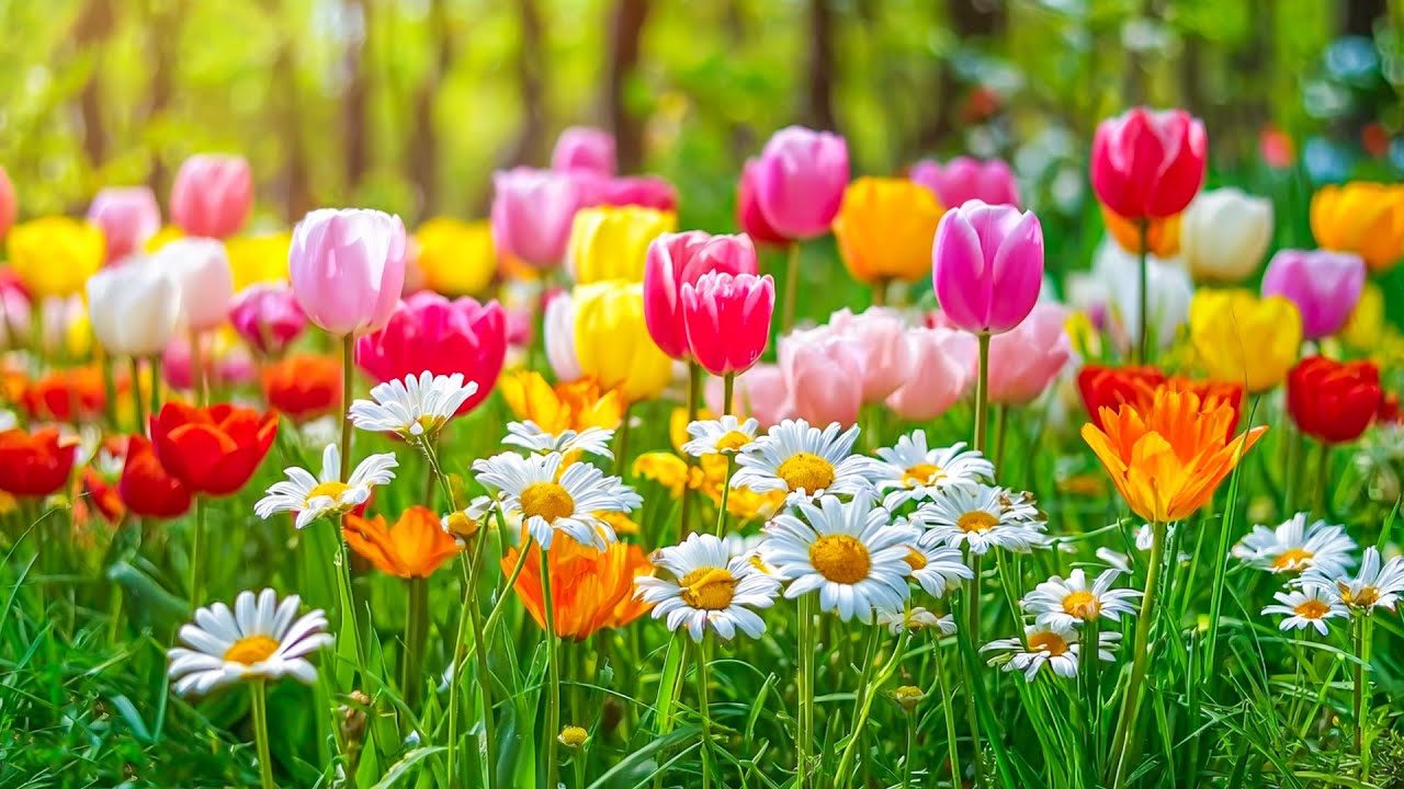 Nature’s Symphony 🌿 Relaxing Flower Music and Soothing Sounds for Calm and Tranquility 🌷