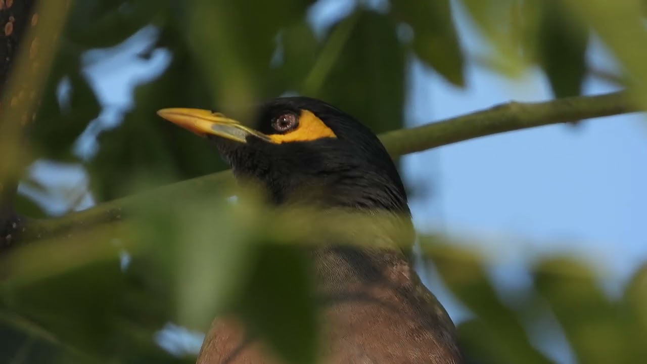 common myna