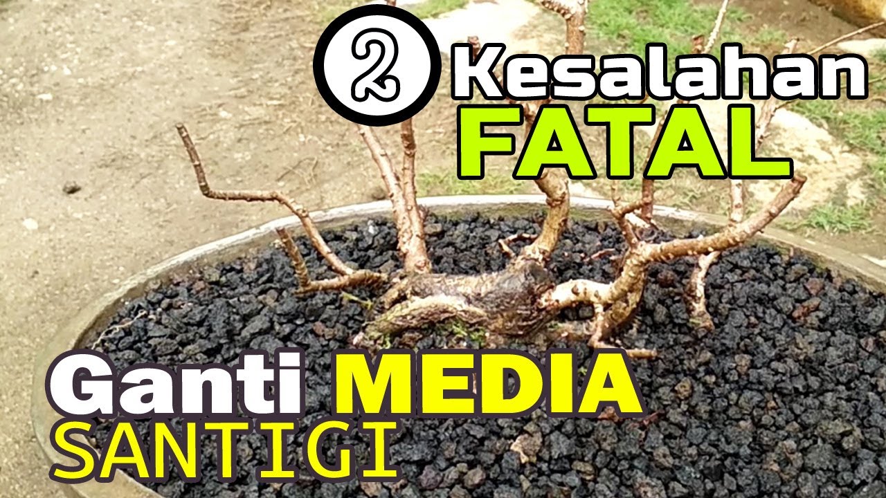 JANGAN LAKUKAN !!! 2 Kesalahan Fatal Perawatan Ganti Media Bonsai Santigi (Bonsai Wrong Treatment)