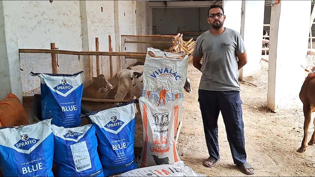 Как выращивать телят, преимущества заменителя молока @farmingleaderOfficial@DrMuzzammil @farmya