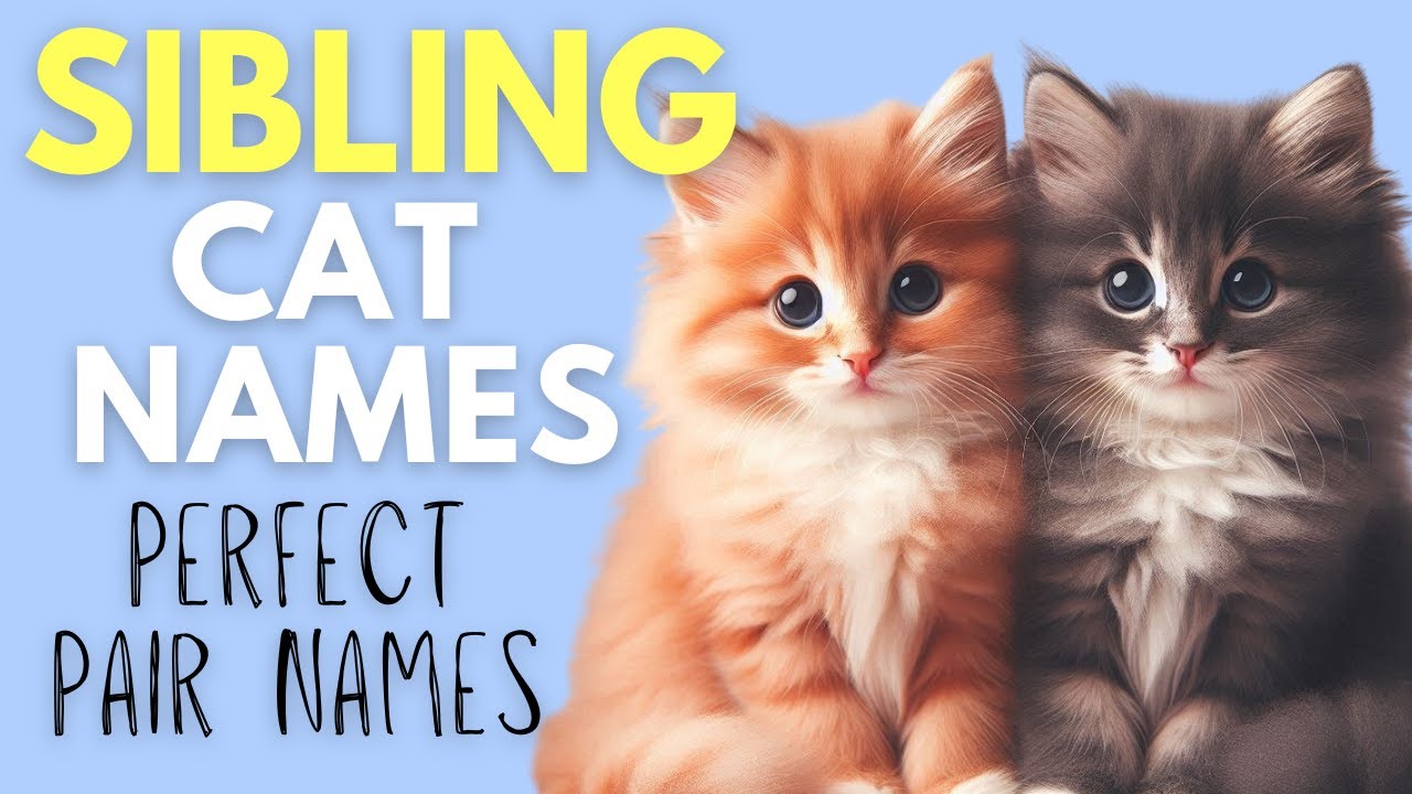 Sibling Cat Name Ideas So Unique, You’ll Regret Missing Out on These!