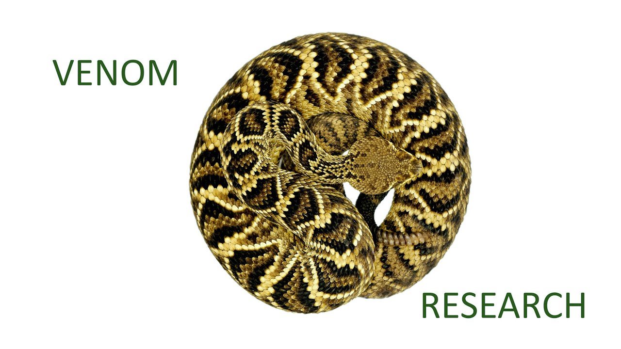 Eastern diamondback rattlesnake venom research