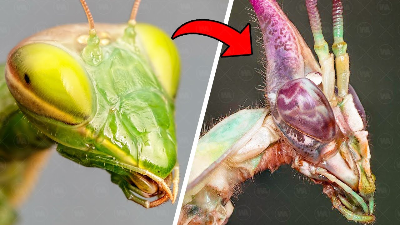 Pourquoi Les Mantes Se Transforment En Milliers De Monstres Différents ?