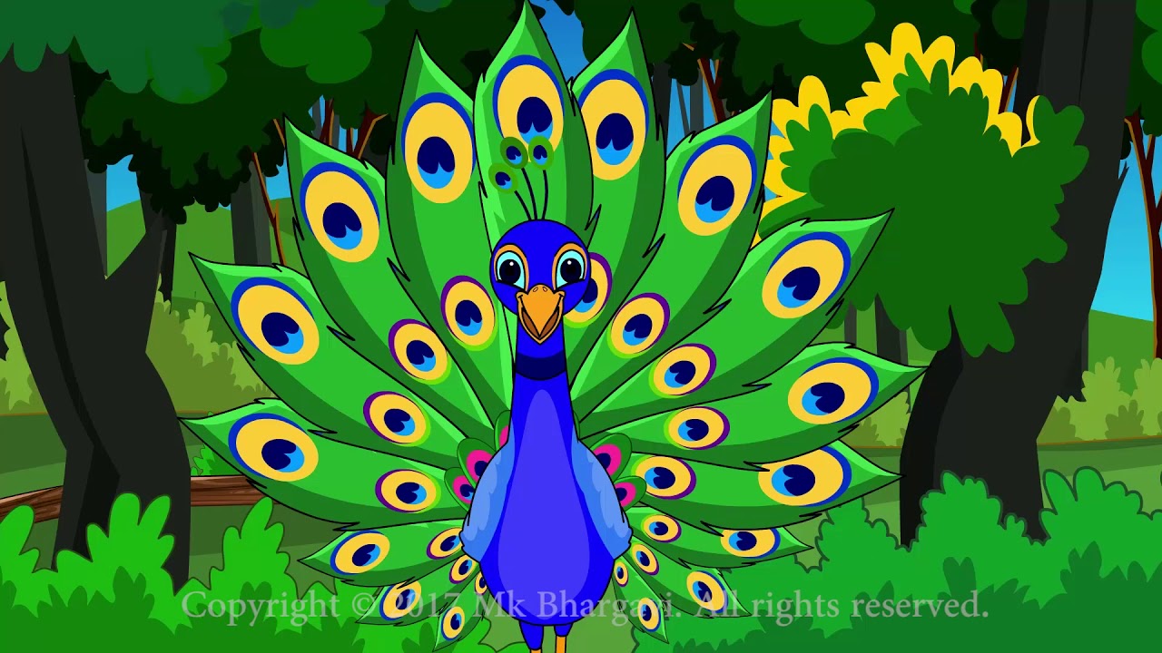Peacock Song ||  