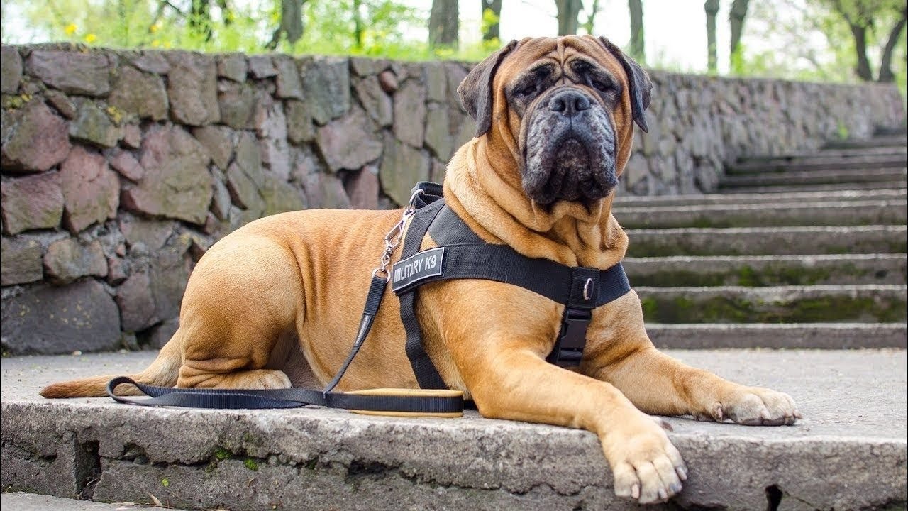 4 you - Funniest Bullmastiff Videos #2