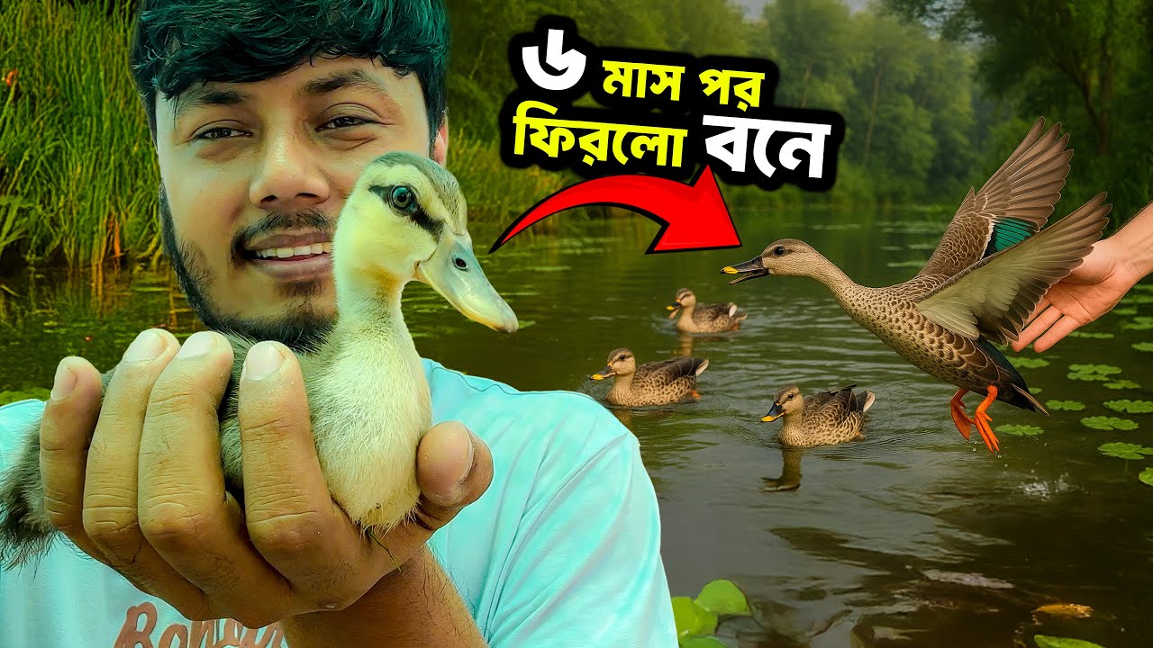 অসহায় বন্য হাঁসের বাচ্চাদের প্রকৃতিতে ফিরে যাওয়ার গল্প | Wild Duckling Rescue
