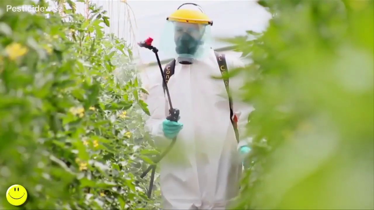 Pulvérisation à dos des tomates (Knapsack spraying tomatoes)