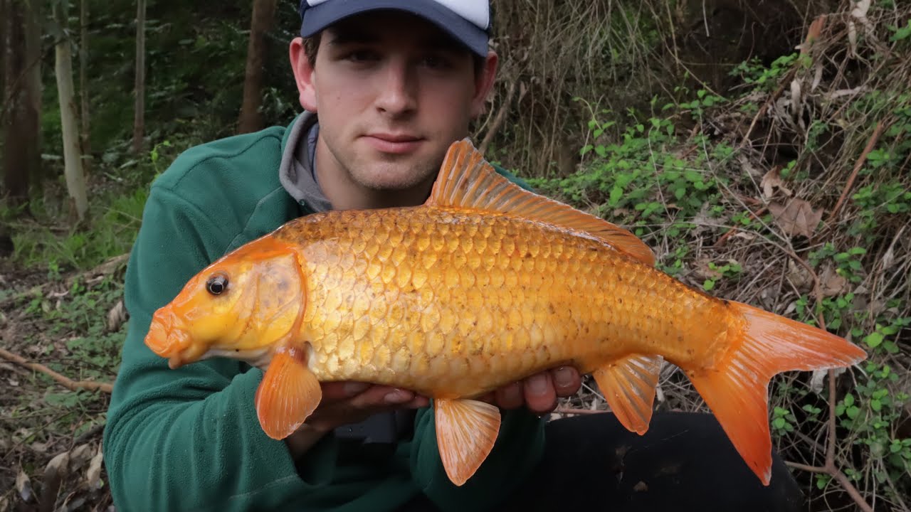 Fishing For Koi Carp In The Waikato