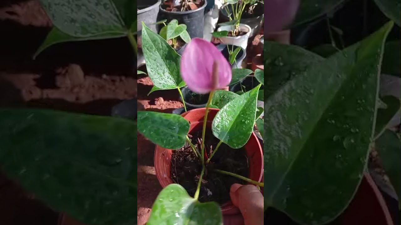 මල් සමග පැල පැකේජ් එකක්  ♥️0777367781