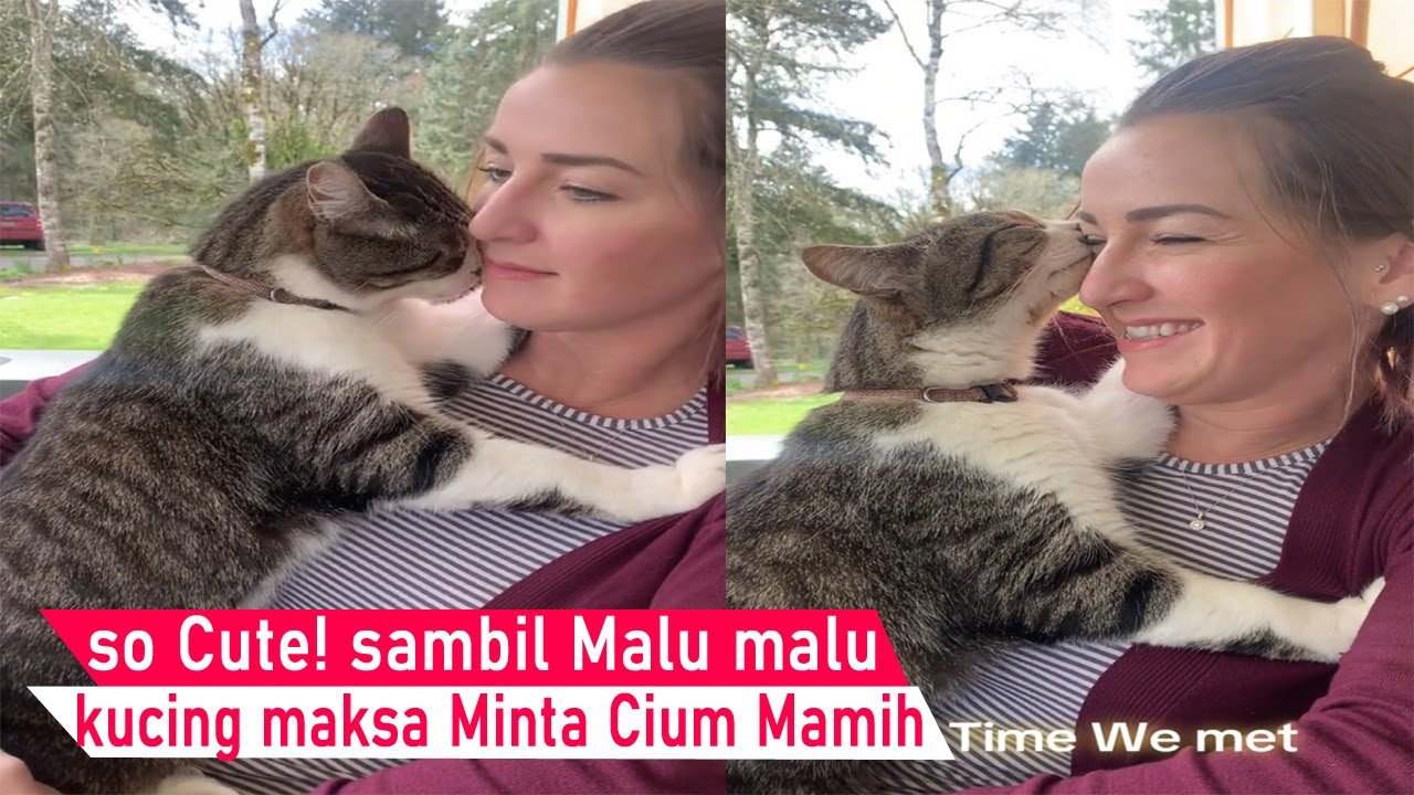 Kucing Modus! Genit banget minta Cium Mamah sampai maksa sambil berManja/kompilasi kucing lucu