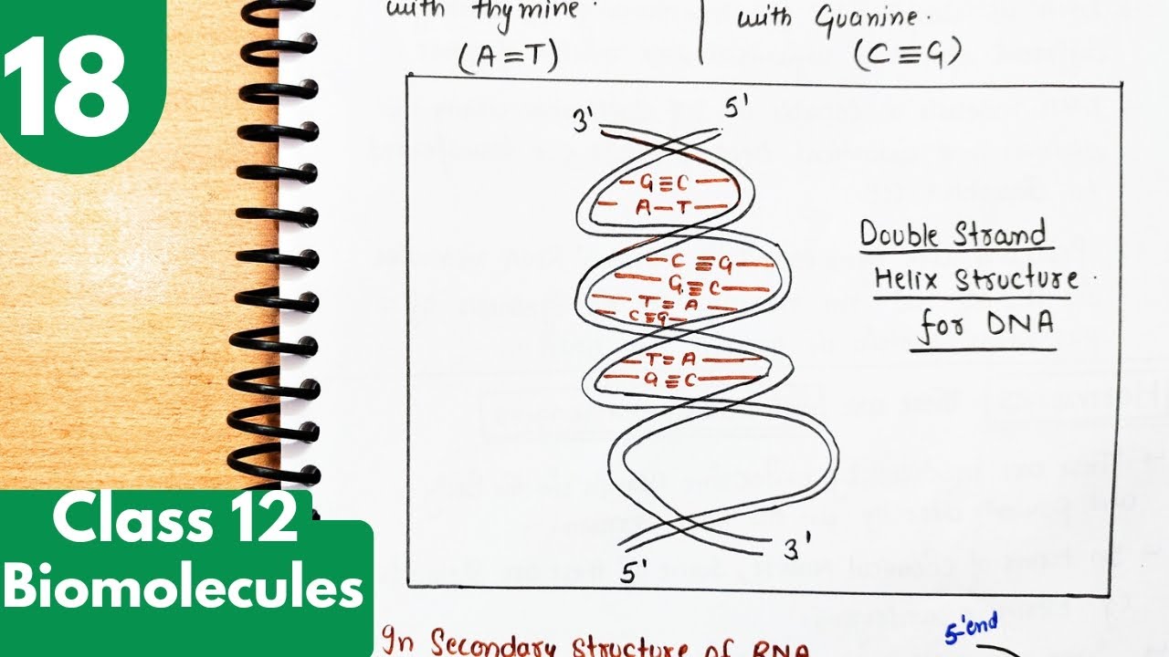18) Double Helix structure of DNA and Biological significance| RNA| Hormones| Biomolecules Class12