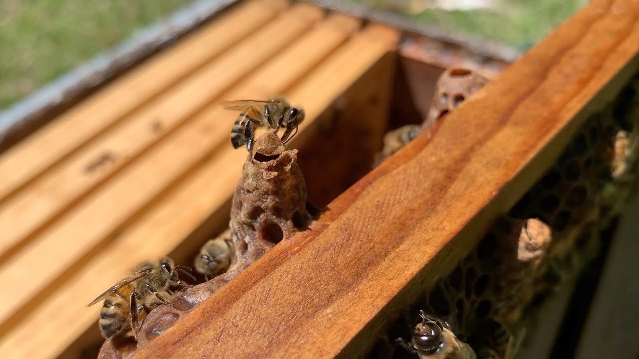 Hatching Queen Bee