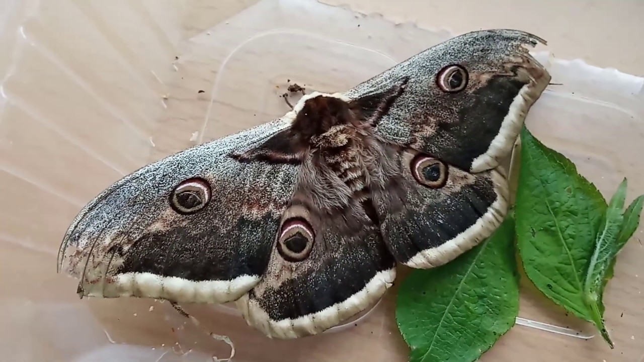 Martináč hrušňový (Saturnia pyri)
