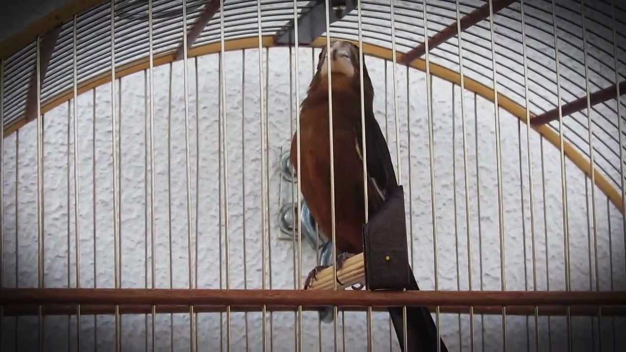 Canto do Bicudo Lampião - Antônio dos Pássaros