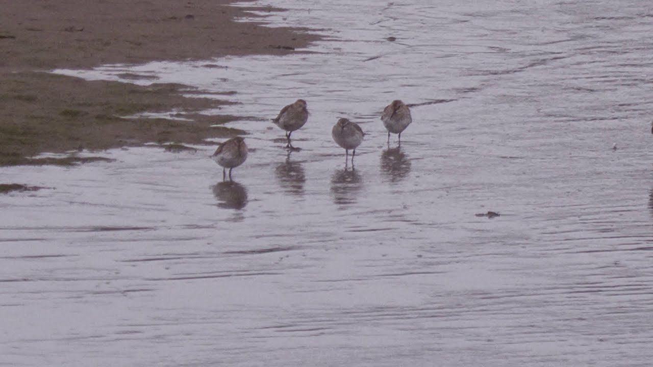 White-rumped Sandpiper and Caspian Gull. Hayle Estuary. Cornwall.