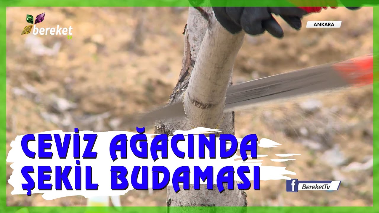 Ceviz Ağaçlarında Şekil Budaması Nasıl Yapılır?