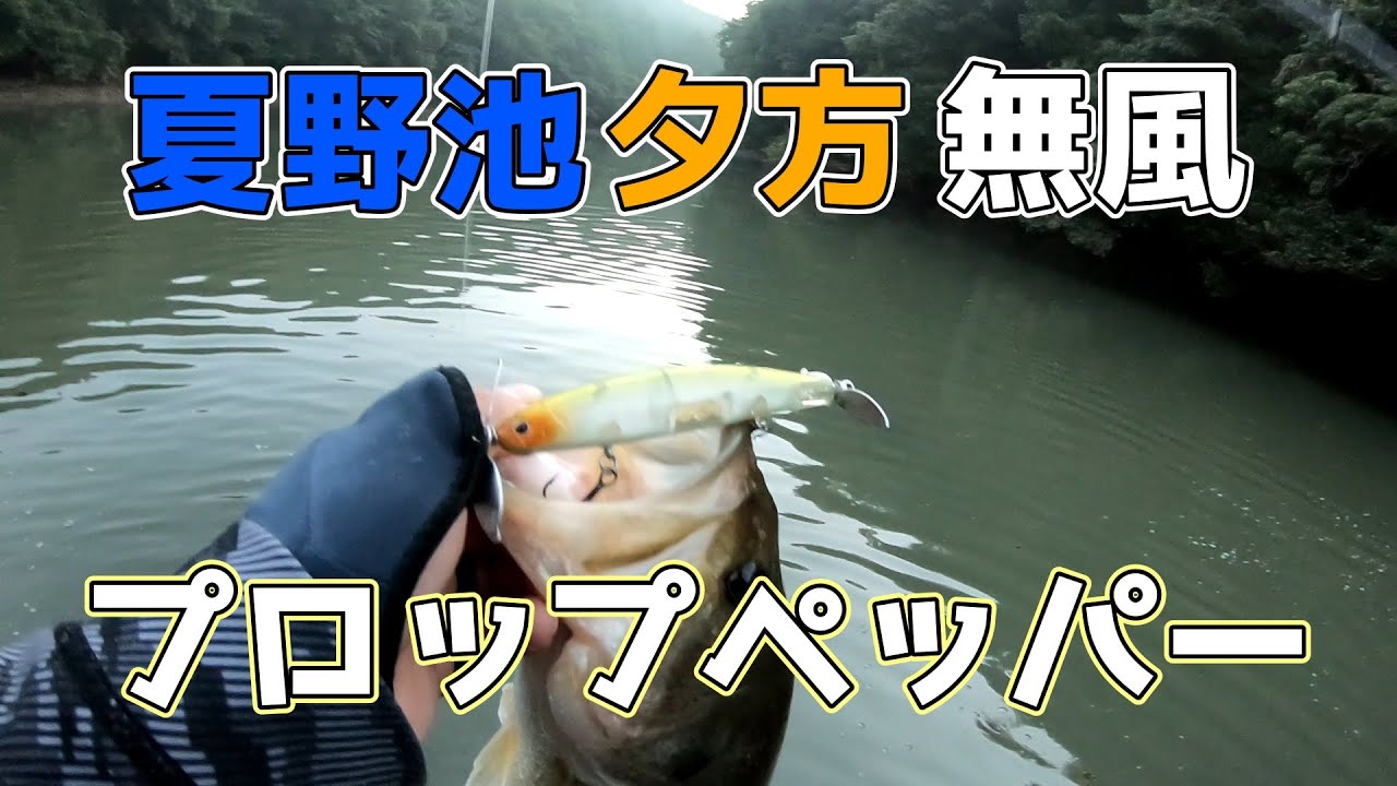 【プロップペッパー】良いコースﾄﾞﾊﾞﾝｯ【実釣】