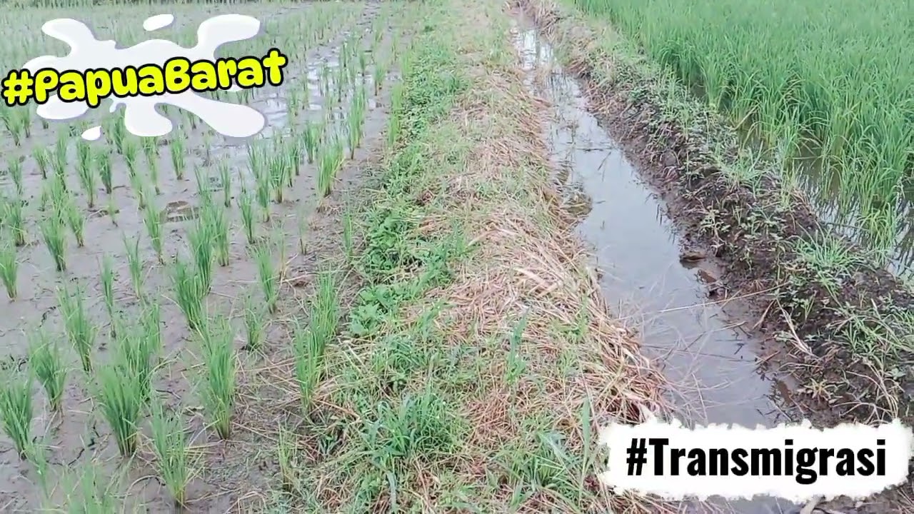 KEADAAN SAWAH 😇. #kehidupanseharihari #wargatransmigrasi #papuabarat 