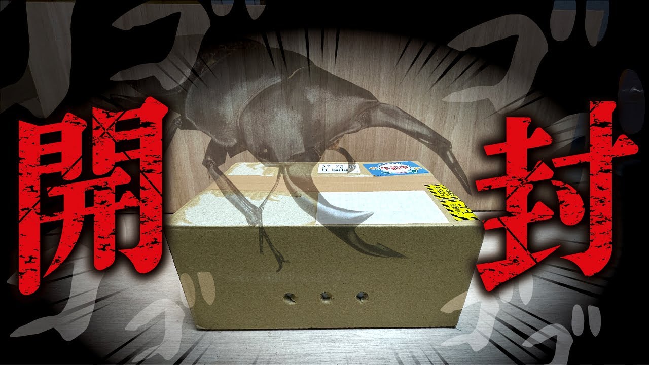 【オオクワガタ】ヤバすぎる種親を購入した男・・・