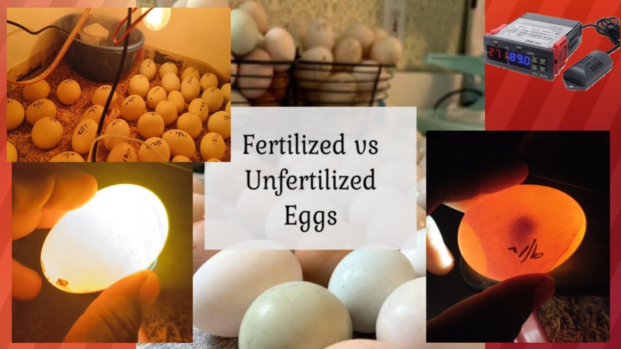 fertilized vs unfertilized eggs 🥚 jabir farm
