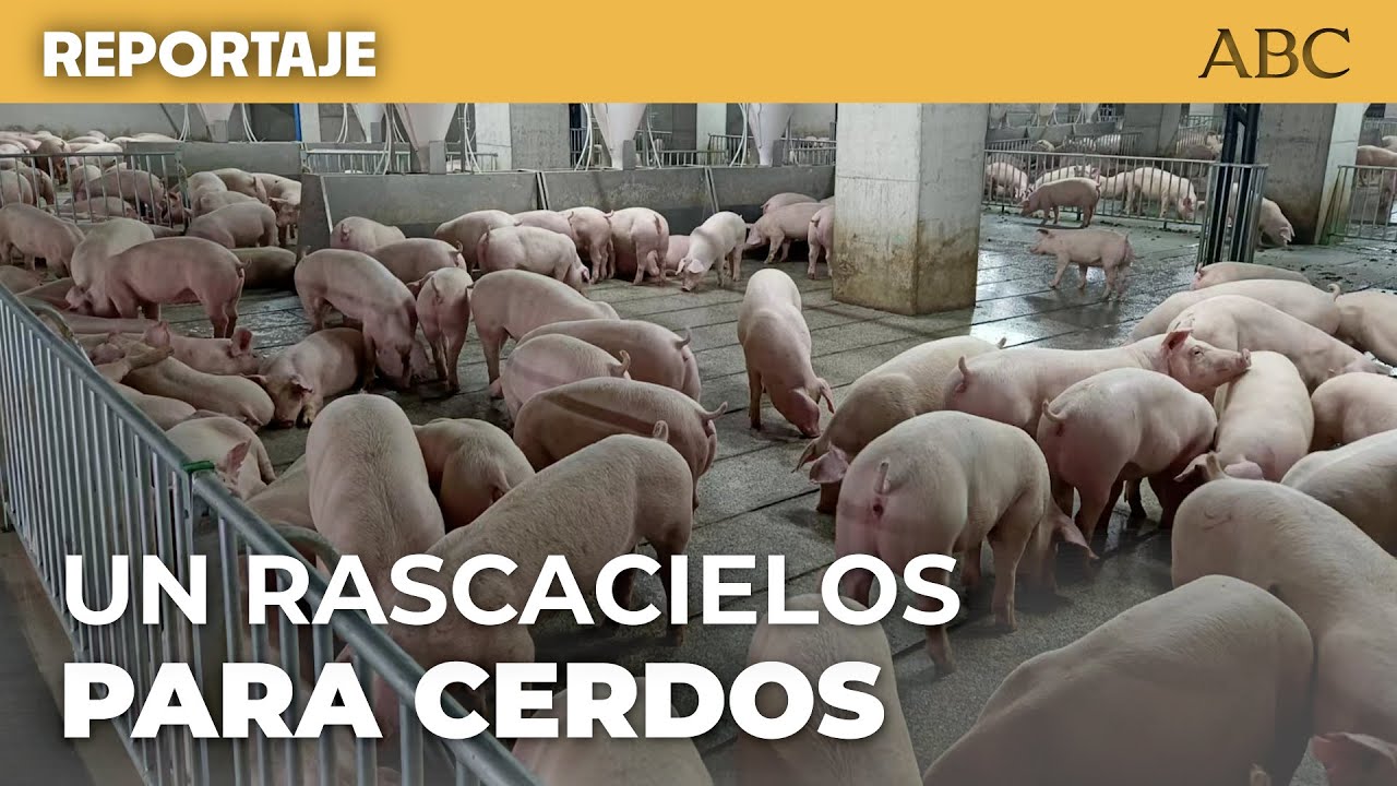 Un RASCACIELOS de CERDOS en mitad de una ciudad en CHINA