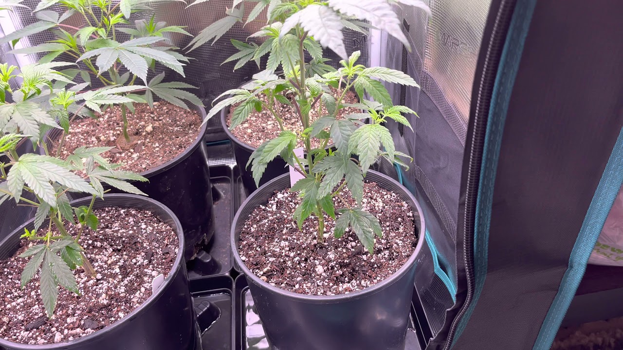 Qtniue 150 watt grow led