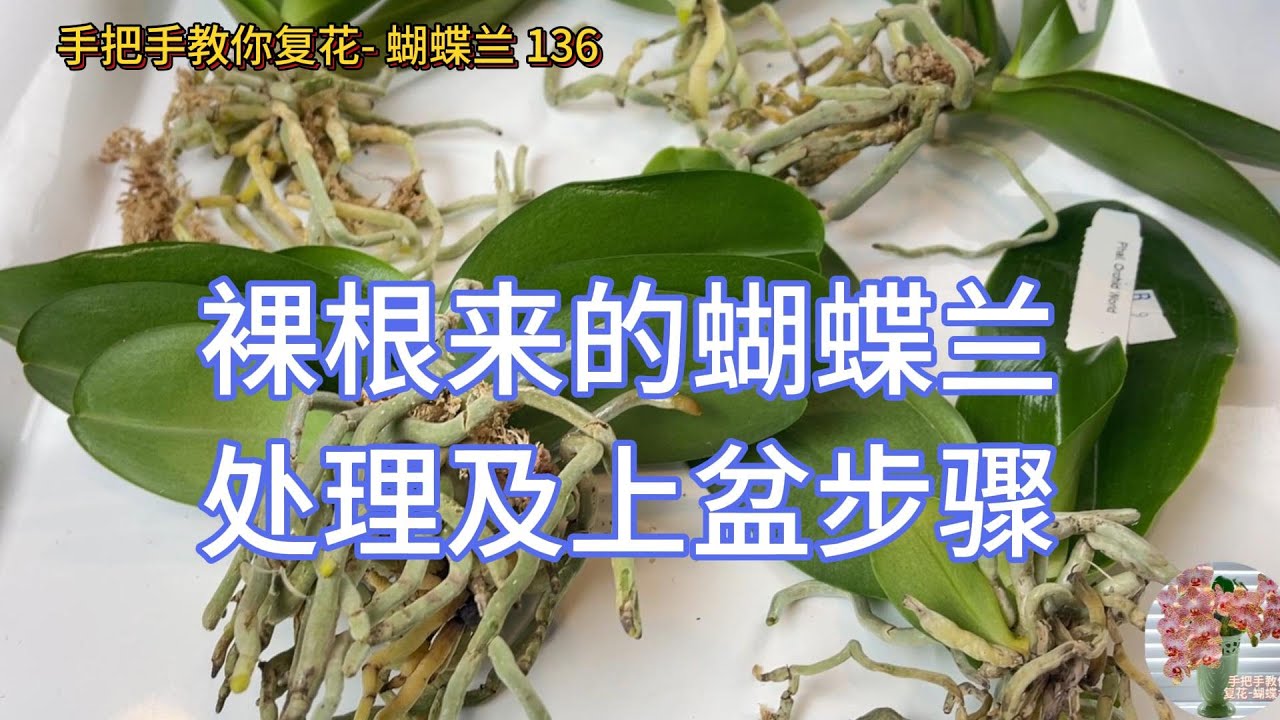 手把手教你复花- 蝴蝶兰 136 裸根来的蝴蝶兰处理及上盆步骤