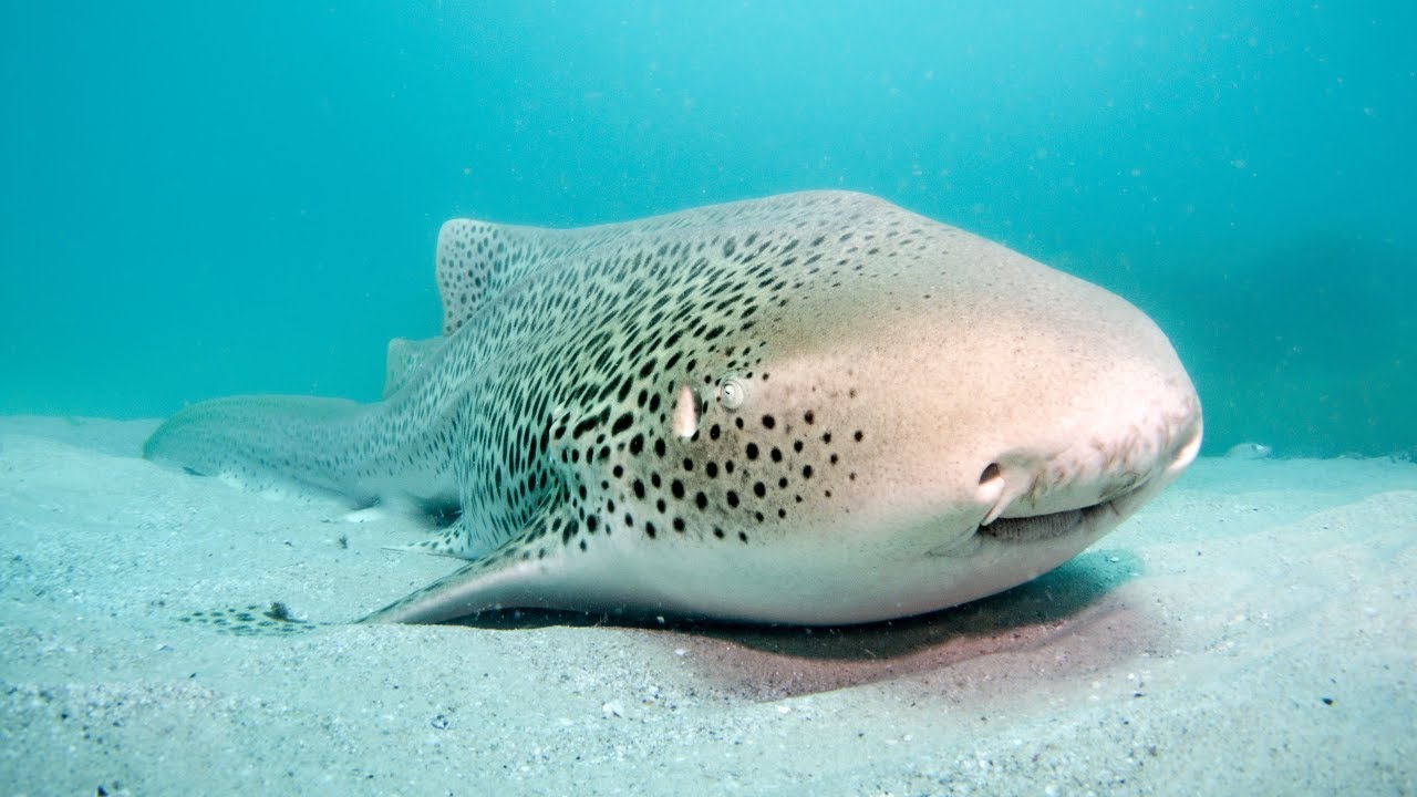 10 Hours Of Reef Sharks Patrolling And Resting In Their Natural Habitat 4K