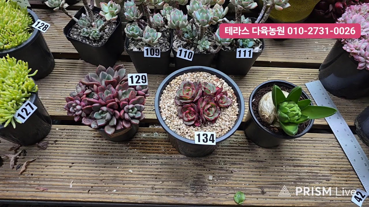 테라스 다육농원 라이브 방송  02/11