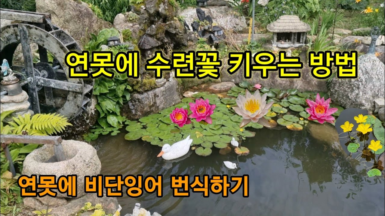 연못조경과 인공 폭포, 생태연못 만들기    #돌배꽃향기산골농부
