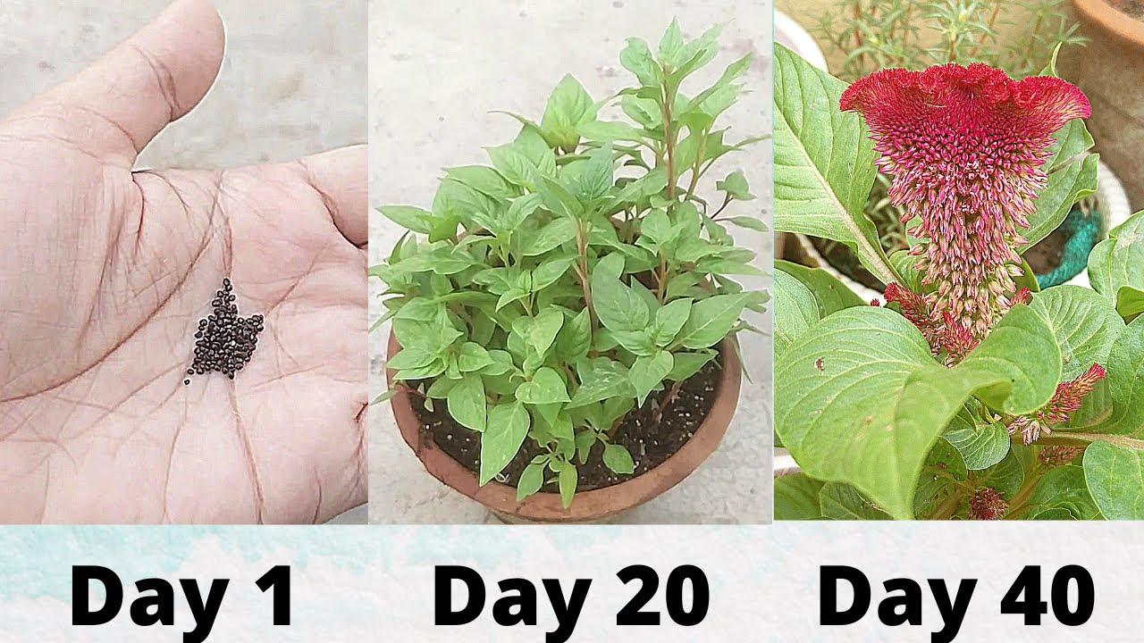 कॉक्सकॉम्ब (Cockscomb) को बीज से कैसे उगाएं ! How to grow Cockscomb - बीज से फूल तक ! Seed2Flower