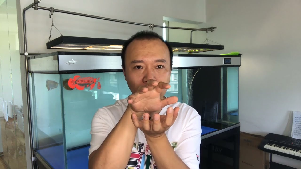 #28 龙鱼兜嘴啥情况？喂多了还是喂少了？真相竟然都不是！