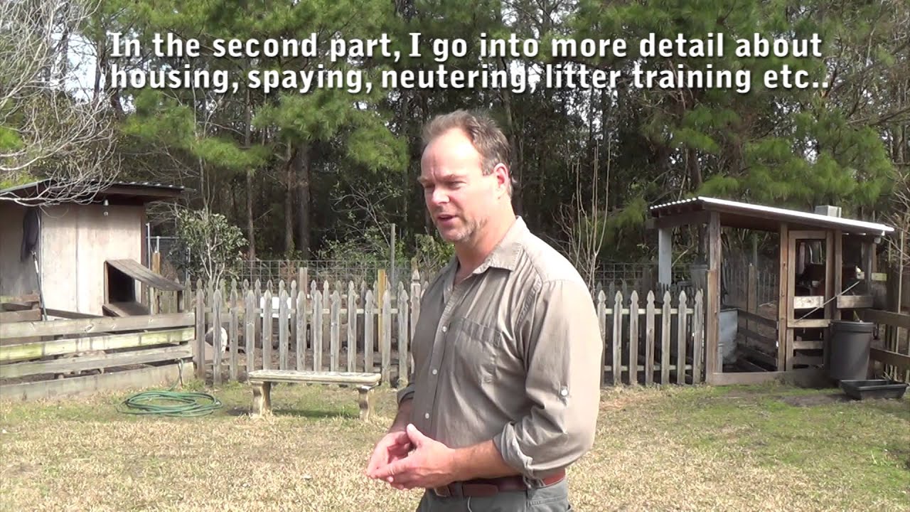 DON'T BUY A PIG BEFORE WATCHING THIS! You should know as much as you can before deciding!