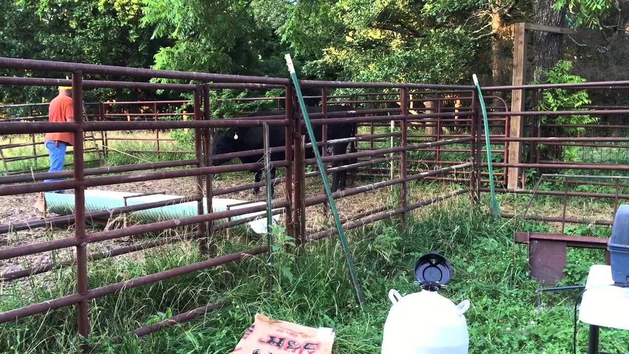 How to AI a Cow, and Low Stress Livestock mManagement.