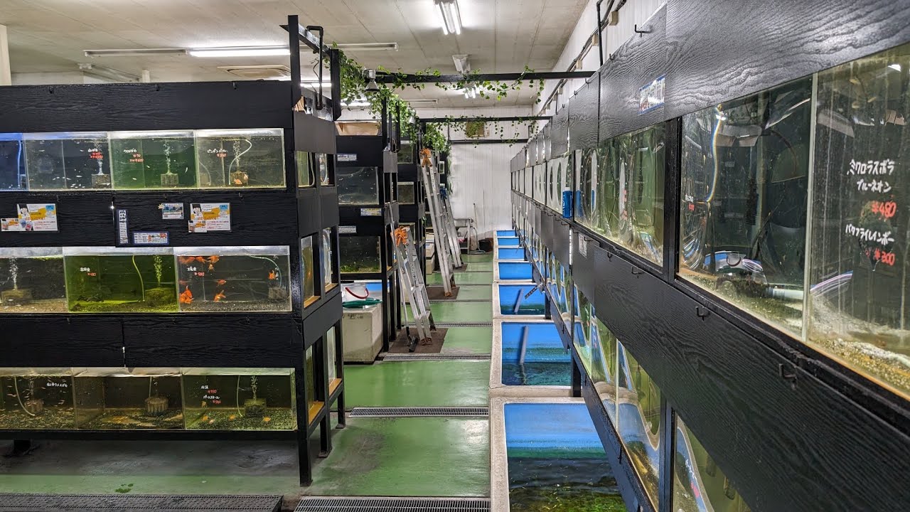 大阪の老舗熱帯魚店【茨木観魚園】さんに潜入！人気の金魚やメダカからレアな熱帯魚まで幅広い魚を水族館のような広い店内でゆっくり観る･選ぶ･飼う楽しさを体験できるお店！