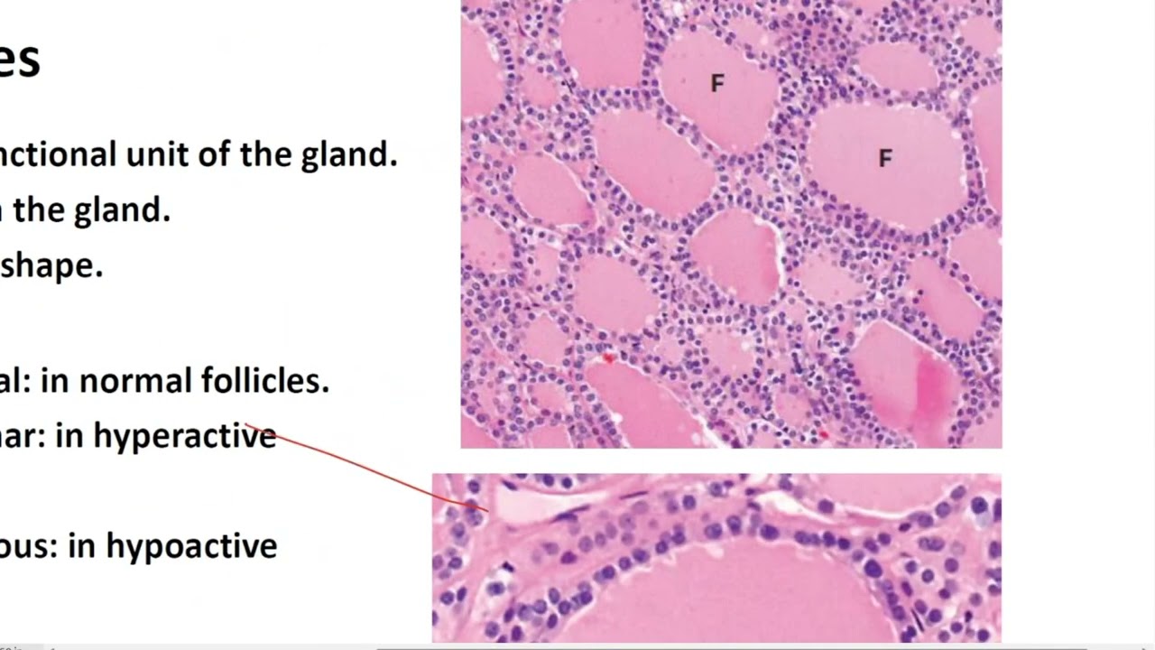 histology of endocrine (sound on)