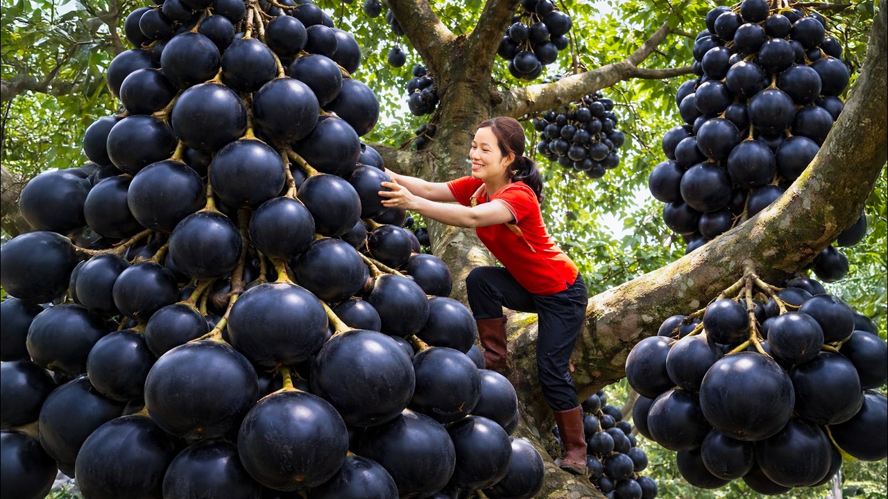Harvesting RARE Black Fig Clusters | Strange Dark Figs Shock the Market – Sold Out Fast!