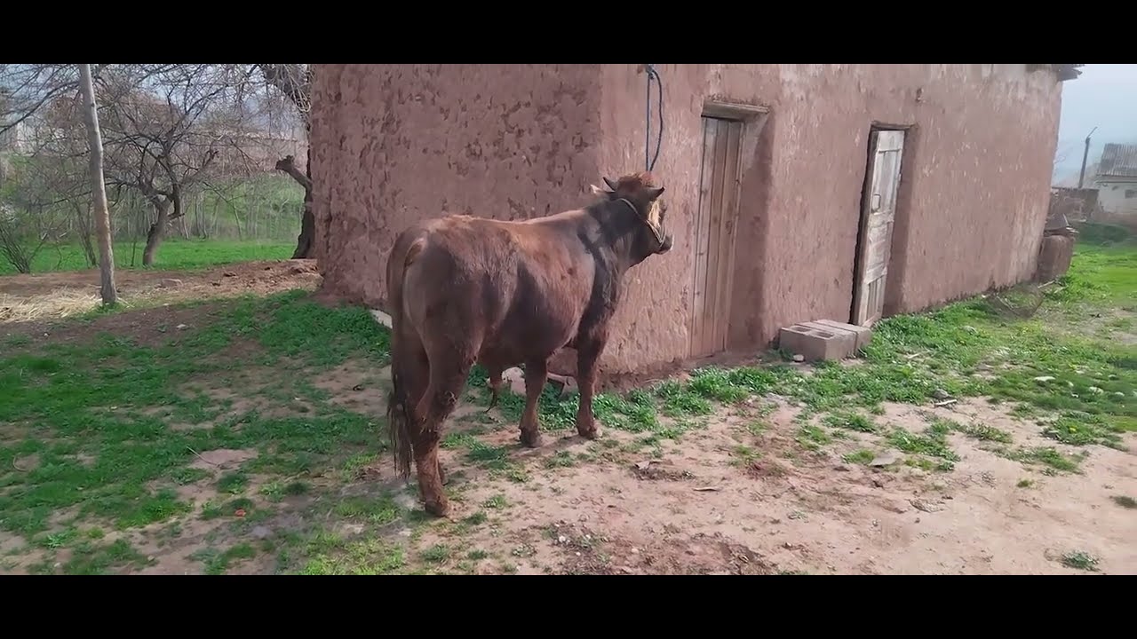 Шведа берахмуш ФУРУШИ 013541515 ватсап