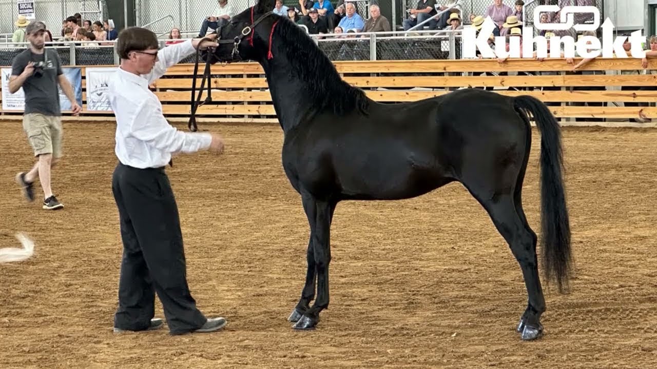 Eastern Classic Hackney Sale Highest Seller and Thank You