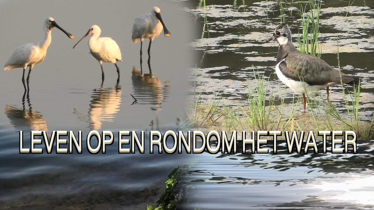 Kieviten en lepelaars in Leven op en rondom het water - Lapwing and spoonbill