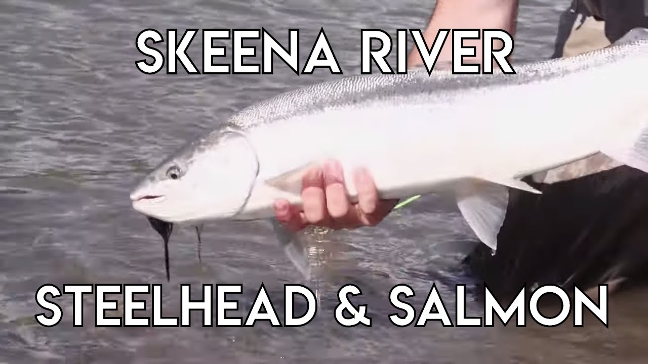 Summer Steelhead | Skeena River Fishing
