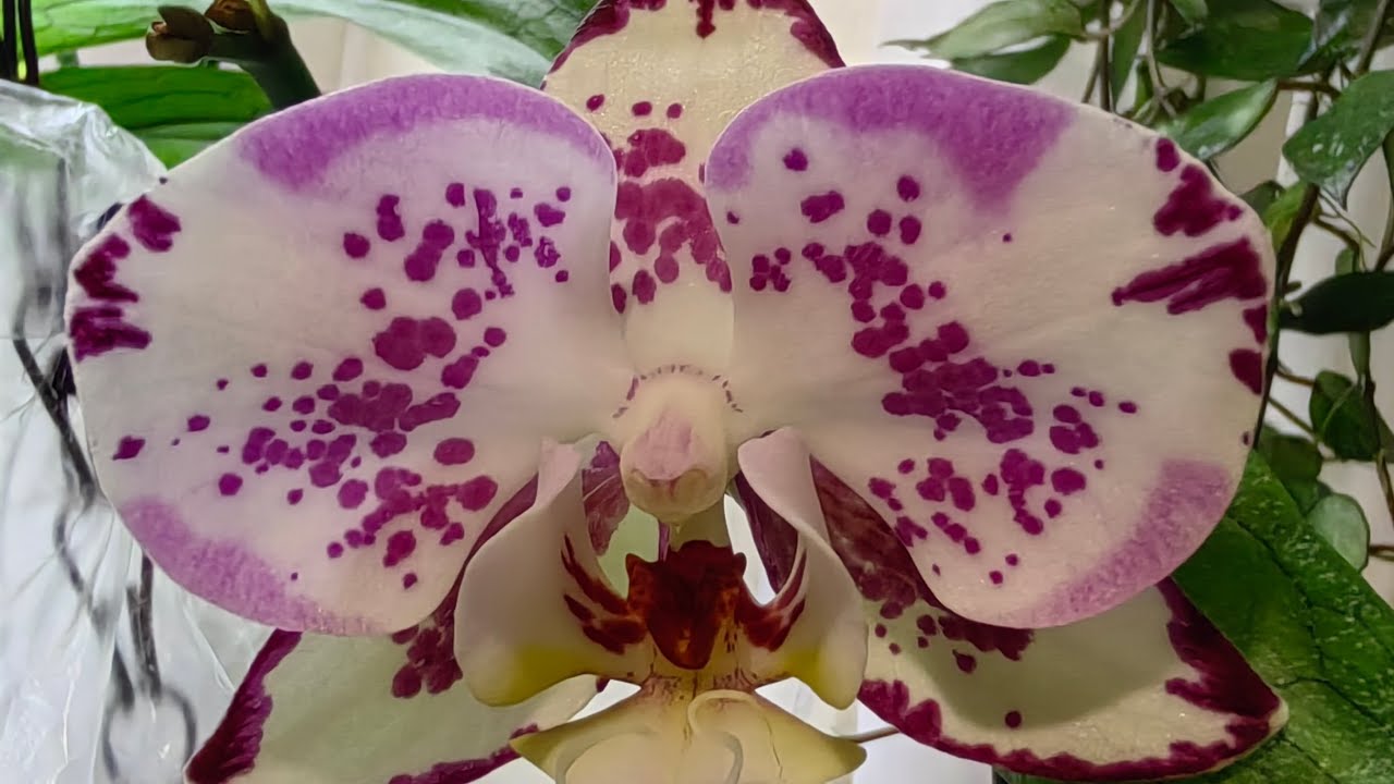 Чудеса цветения орхидеи 🌸