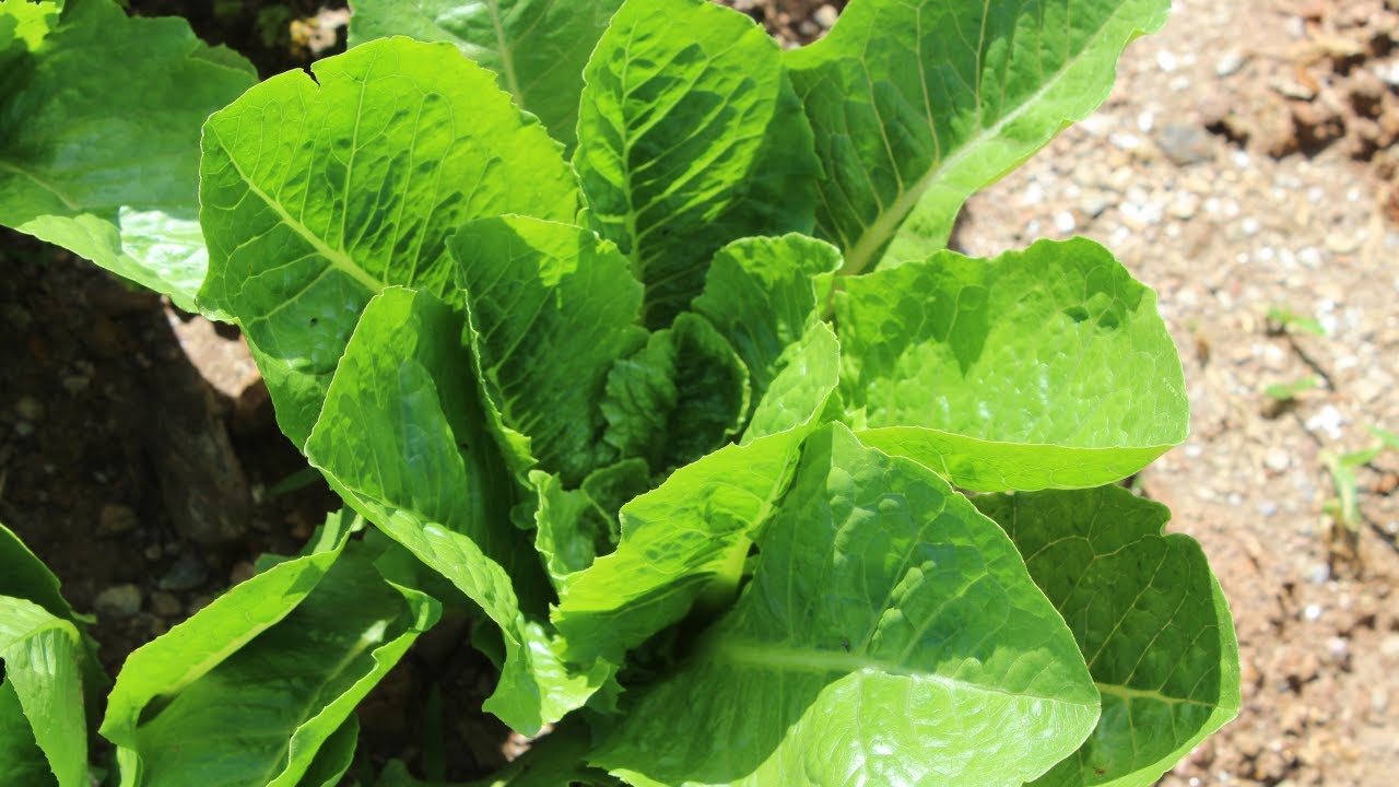 Cultivo de Lechuga: Cuidados