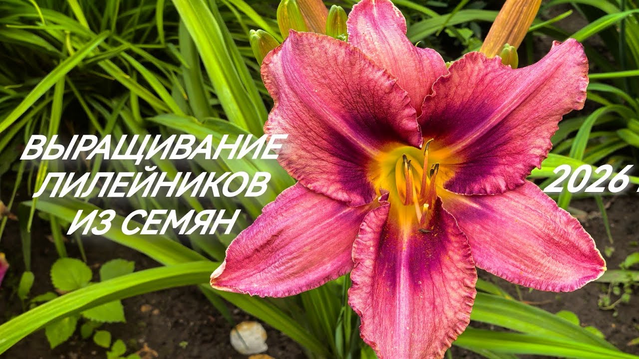 Лилейники из семян. Мой опыт выращивания.