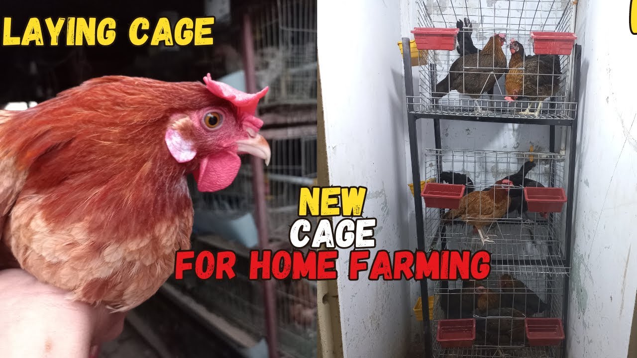 Misri hens ka new cage bnwa lya 🐔❤🐥| Battery Cage For Home Chickens in Karachi