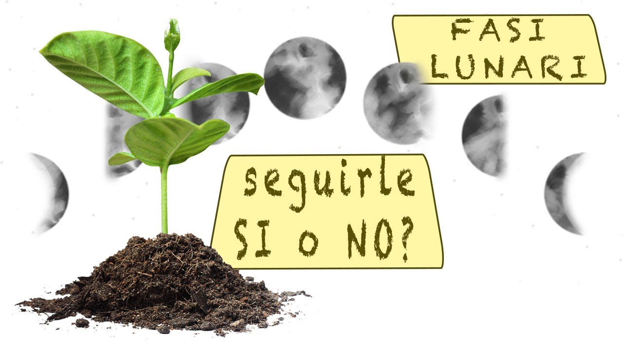 FASI LUNARI in agricoltura - facciamo chiarezza