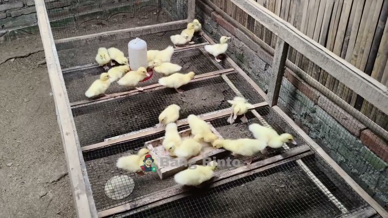 Cara Merawat Anakan Entok Untuk Pemula