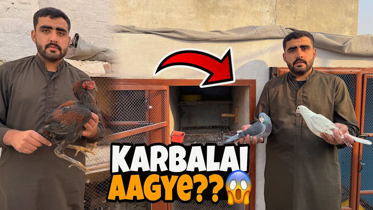 Pied Pair Andy Ku Nahi Dy Raha😱Karbali Kabooter Reveal Krdu?⁉️| Just Huzaifa Khan | 